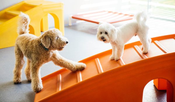Dogtopia