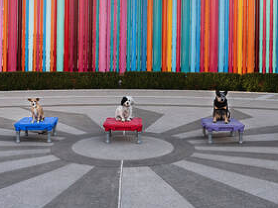 Impetus Animal Training