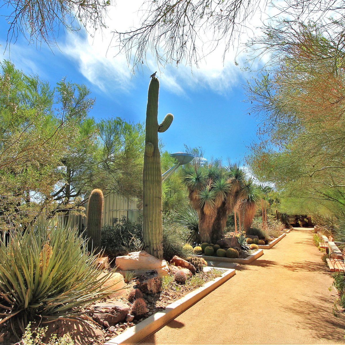 Springs Preserve