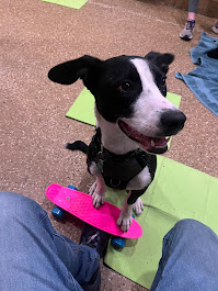 PJH Dog Training